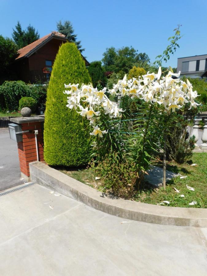 Apartment Branko Ptuj
